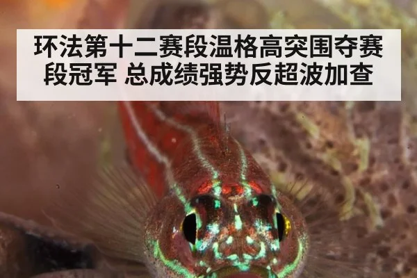 环法第十二赛段温格高突围夺赛段冠军 总成绩强势反超波加查